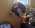 cats-who-made-bad-decisions-5