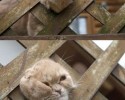 cats-who-made-bad-decisions-6