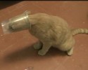 cats-who-made-bad-decisions-7
