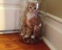 cats-who-made-bad-decisions-9