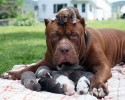 dad-dogs-with-their-pups-16
