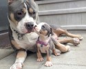 dad-dogs-with-their-pups-3