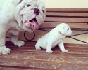 dad-dogs-with-their-pups-8
