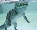 how-alligators-float-2
