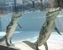 how-alligators-float-3