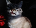loki-the-vampire-cat-2