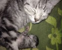 sleeping-kittens-11
