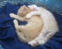 sleeping-kittens-13