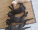 sleeping-kittens-14
