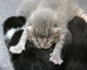 sleeping-kittens-15