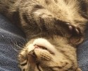 sleeping-kittens-18