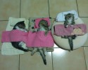 sleeping-kittens-2