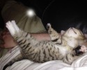 sleeping-kittens-22