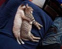 sleeping-kittens-23