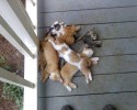 sleeping-kittens-26