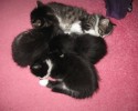 sleeping-kittens-9