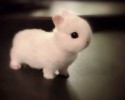 cute-bunnies-1