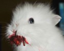 cute-bunnies-10