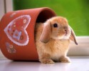 cute-bunnies-12