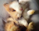 cute-bunnies-14