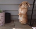 cute-bunnies-15