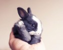 cute-bunnies-16