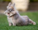 cute-bunnies-18