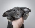 cute-bunnies-3