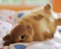 cute-bunnies-5