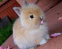 cute-bunnies-7