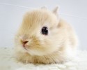 cute-bunnies-8