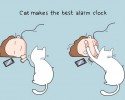 funny-cat-illustrations-15
