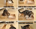 hilarious-cat-logic-8
