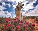loki-the-wolf-dog-15