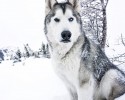 loki-the-wolf-dog-20