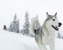 loki-the-wolf-dog-21
