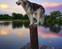loki-the-wolf-dog-3