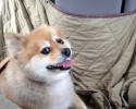 shelter-dogs-take-car-ride-for-the-first-time-11
