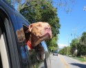 shelter-dogs-take-car-ride-for-the-first-time-12