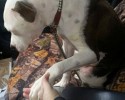 shelter-dogs-take-car-ride-for-the-first-time-13