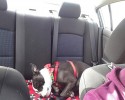 shelter-dogs-take-car-ride-for-the-first-time-18