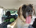shelter-dogs-take-car-ride-for-the-first-time-19