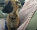 shelter-dogs-take-car-ride-for-the-first-time-21