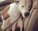 shelter-dogs-take-car-ride-for-the-first-time-26