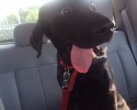 shelter-dogs-take-car-ride-for-the-first-time-27