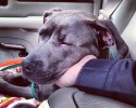 shelter-dogs-take-car-ride-for-the-first-time-5