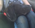 shelter-dogs-take-car-ride-for-the-first-time-8