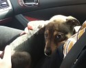 shelter-dogs-take-car-ride-for-the-first-time-9