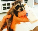 adopted-raccoon-becomes-dogs-bes-friend-1