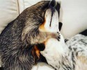 adopted-raccoon-becomes-dogs-bes-friend-5